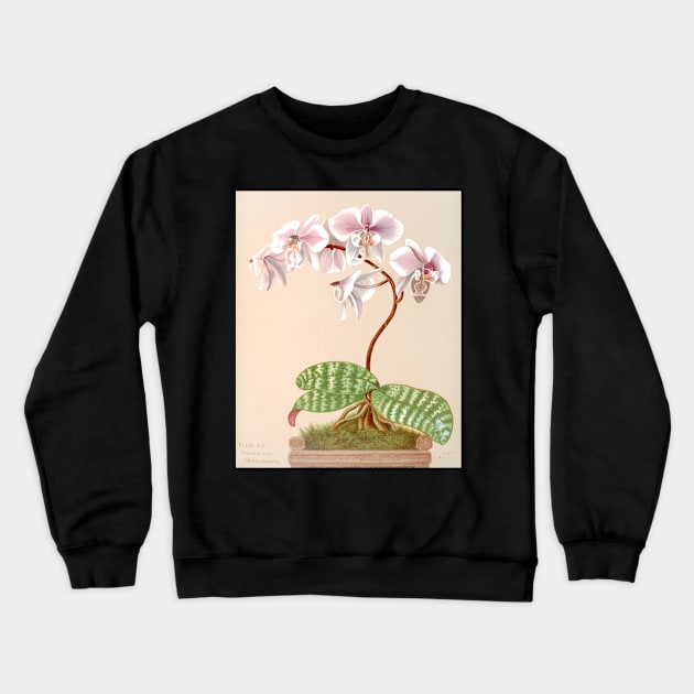 Phalaenopsis schilleriana - botanical illustration Crewneck Sweatshirt by chimakingthings